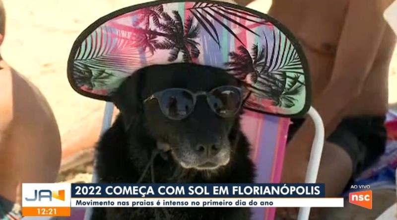 Usando óculos escuros e um chapéu, a cachorra estava sentada em uma cadeira de praia