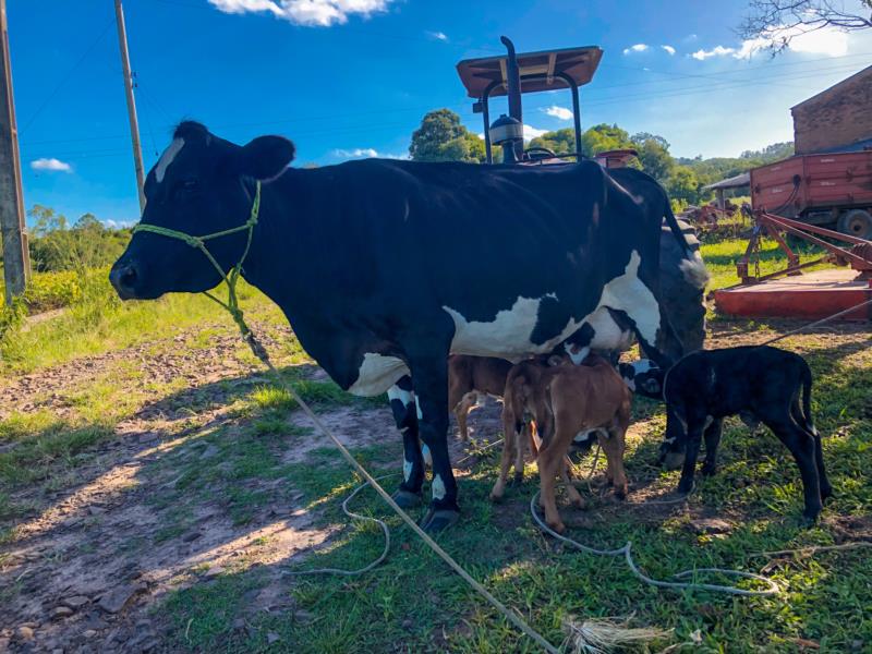 Vaca dá à luz a bezerros quadrigêmeos em Venâncio Aires